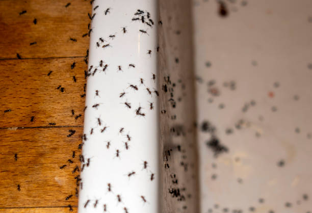 Bushnell, FL Pest Control Company