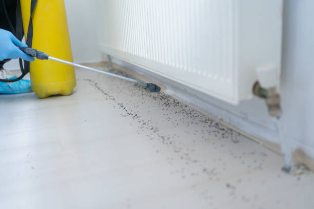 Best Ant Control Services  in Bushnell, FL